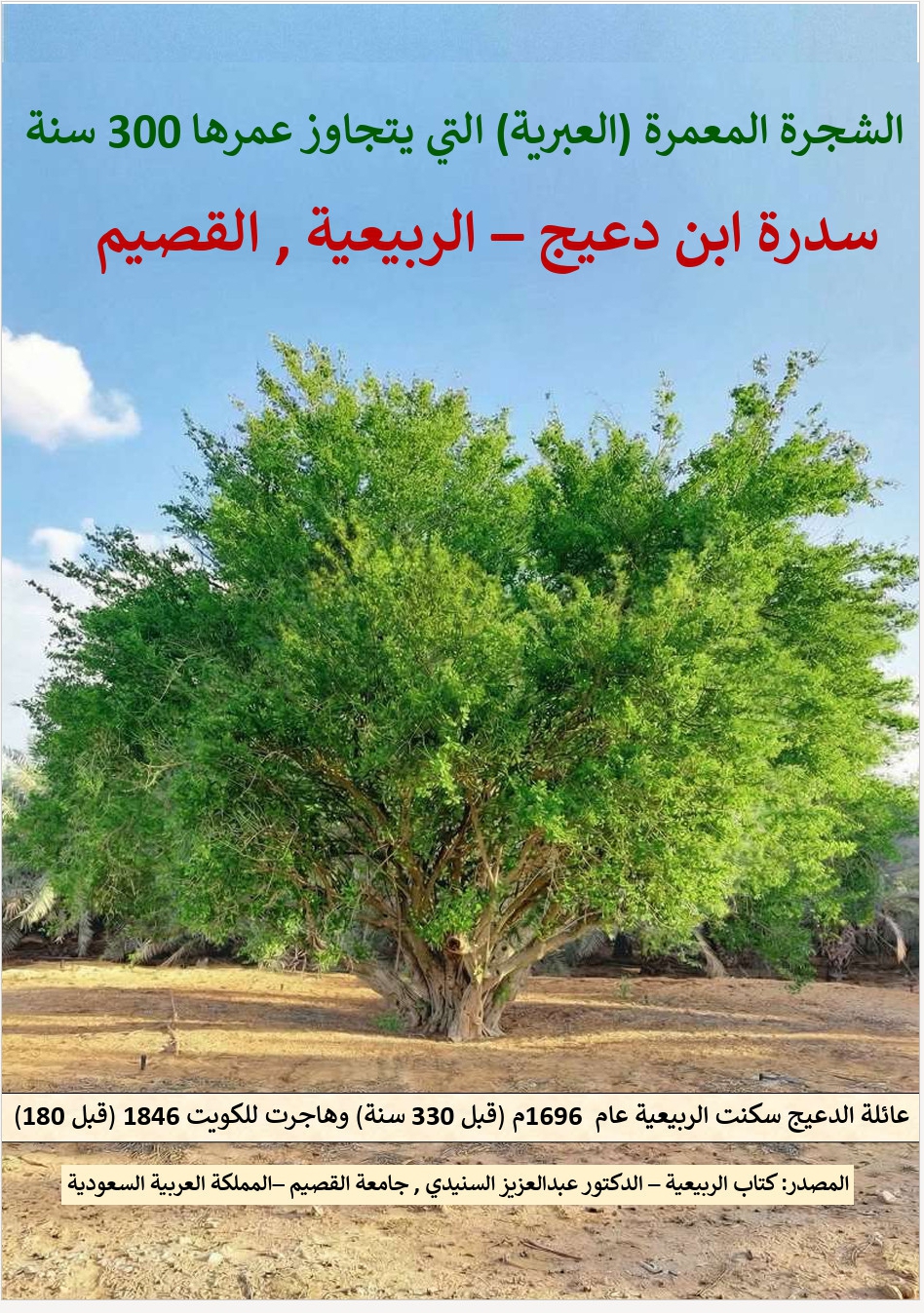 سدرة معمّرة واسعة الظلال في الربيعية بالقصيم، وتظهر على الصورة معلوماتها التاريخية بالعربية